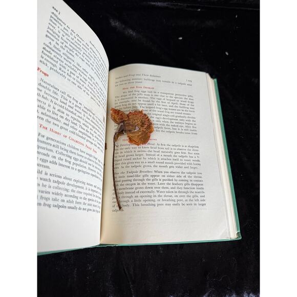 Explore Nature with Your Child by Dorothy Edwards Shuttleworth | 1952 | Nature - Picture 8 of 10